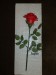 marcipánová růže